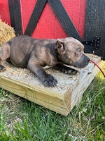 American Pocket Bully