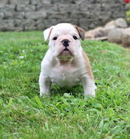 English Bulldog