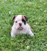 English Bulldog