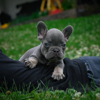  French Bulldog