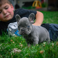  French Bulldog