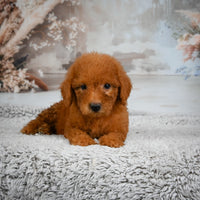 Mini Goldendoodle