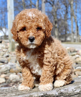 Mini Goldendoodle