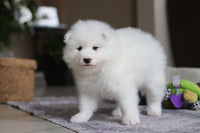 Samoyed