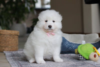 Samoyed