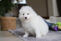 Samoyed