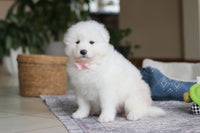 Samoyed