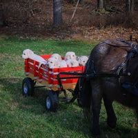 Molly Female English Cream Golden Retriever $1200