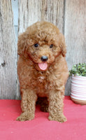 Mini Poodle
