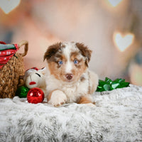 Australian Shepherd