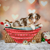 Australian Shepherd