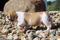 Beabull