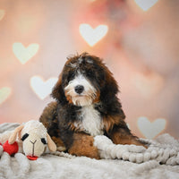  Bernedoodle