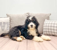  Mini Bernedoodle 