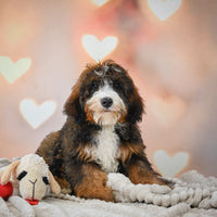  Bernedoodle