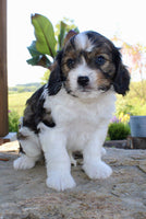 Cavapoo