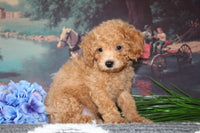 Cavapoo