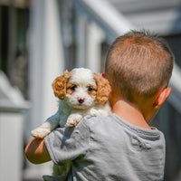 Cavapoo