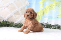 Cavapoo
