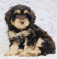 Cavapoo