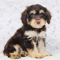 Cavapoo