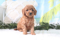 Cavapoo