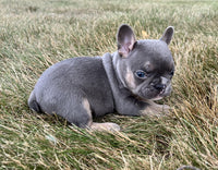 French Bulldog