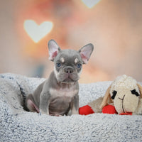 French Bulldog