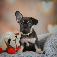 French Bulldog