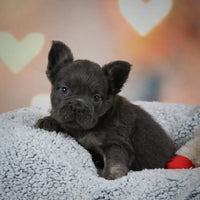 Fluffy French Bulldog