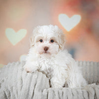 Havanese