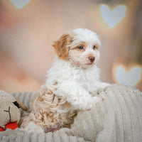 Havanese