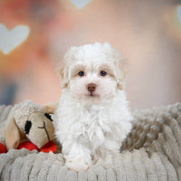 Havanese