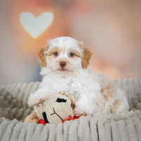 Havanese