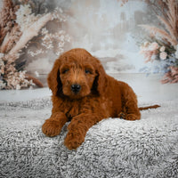 Mini Goldendoodle