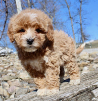 Mini Goldendoodle