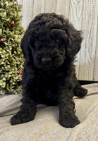 Mini Labradoodle 