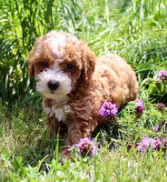 Mini Poodle