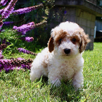 Mini Poodle