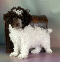 Mini Poodle