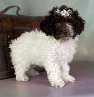 Mini Poodle