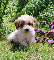 Mini Poodle