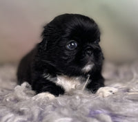 Pekingese