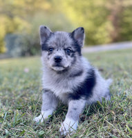 Pomsky