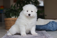 Samoyed