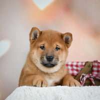 Shiba Inu 