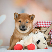 Shiba Inu 