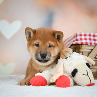 Shiba Inu 