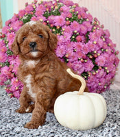 Toy Poodle