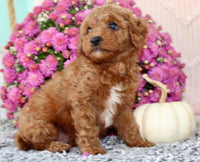 Toy Poodle
